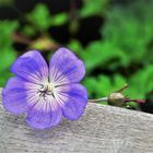 Zum Mittwoch eine Blüte vom  Storchenschnabel.