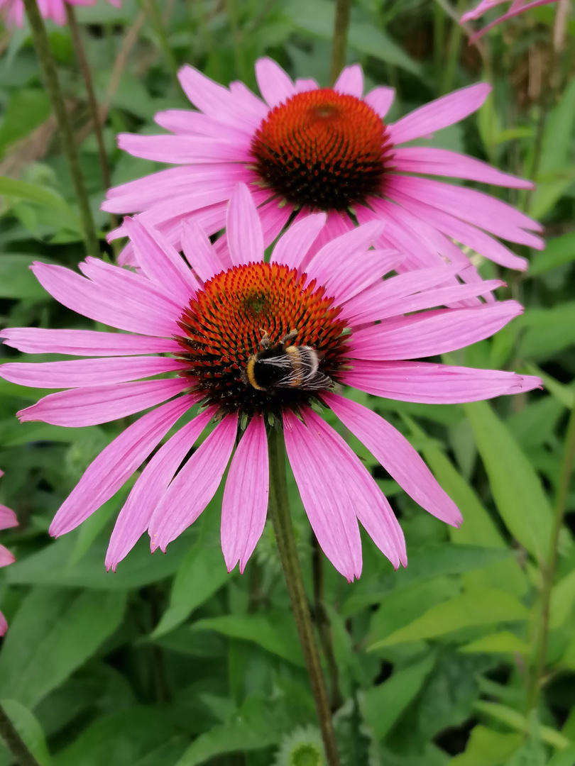 Zum Mittwoch eine Echinacea