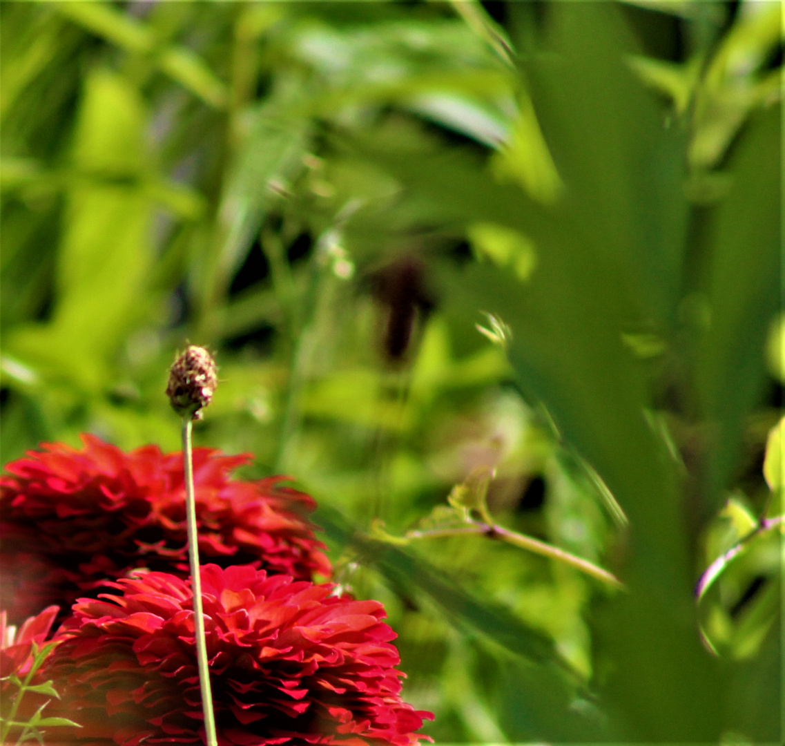 zum Mittwoch eine Erinnerung an den Sommer und zwei Wiesenblumen