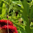 zum Mittwoch eine Erinnerung an den Sommer und zwei Wiesenblumen