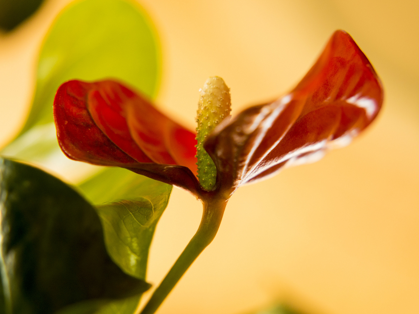 Zum Mittwoch eine Flamingoblüte