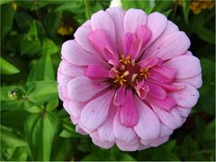 Zum Mittwoch eine Zinnienblüte