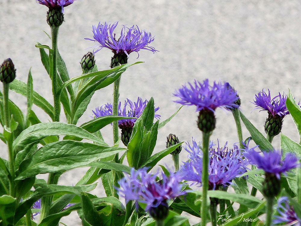 Zum Mittwoch gibt es die Flockenblume