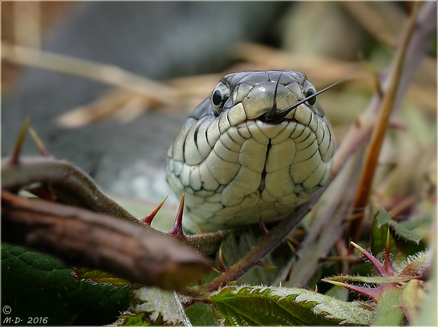 Zum Mittwoch gibt es einen Natterkopf....