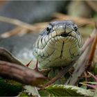 Zum Mittwoch gibt es einen Natterkopf....