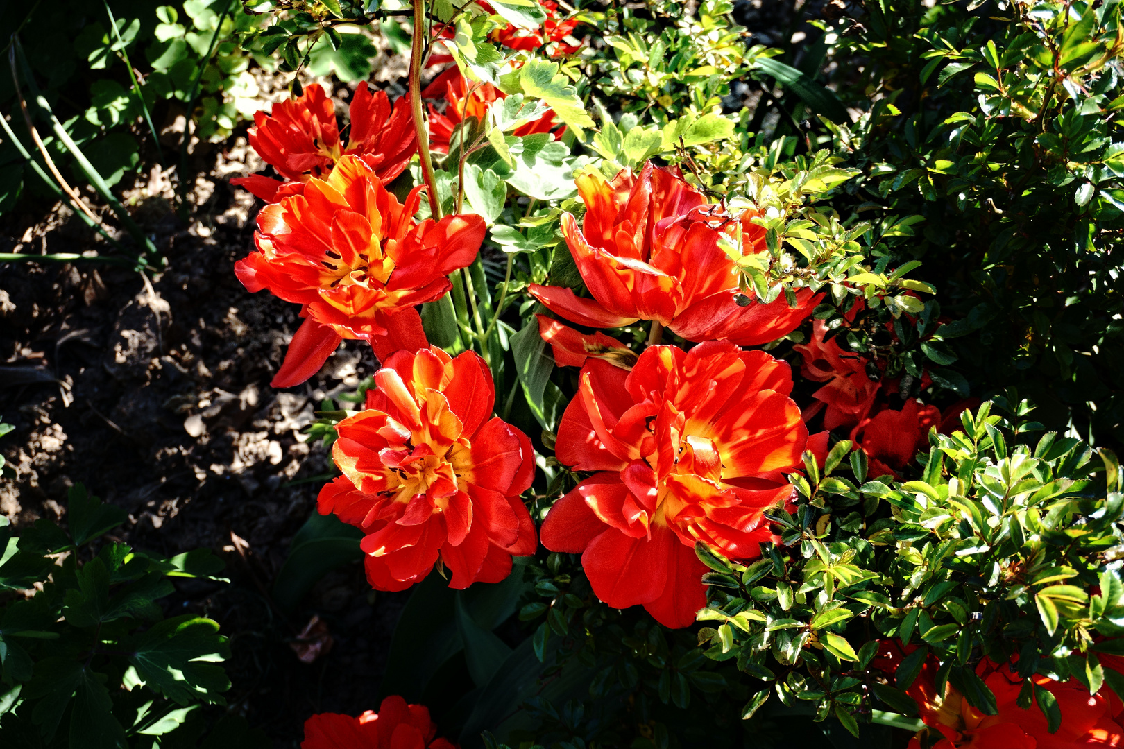 Zum Mittwoch gibt es gefüllte Tulpen ...