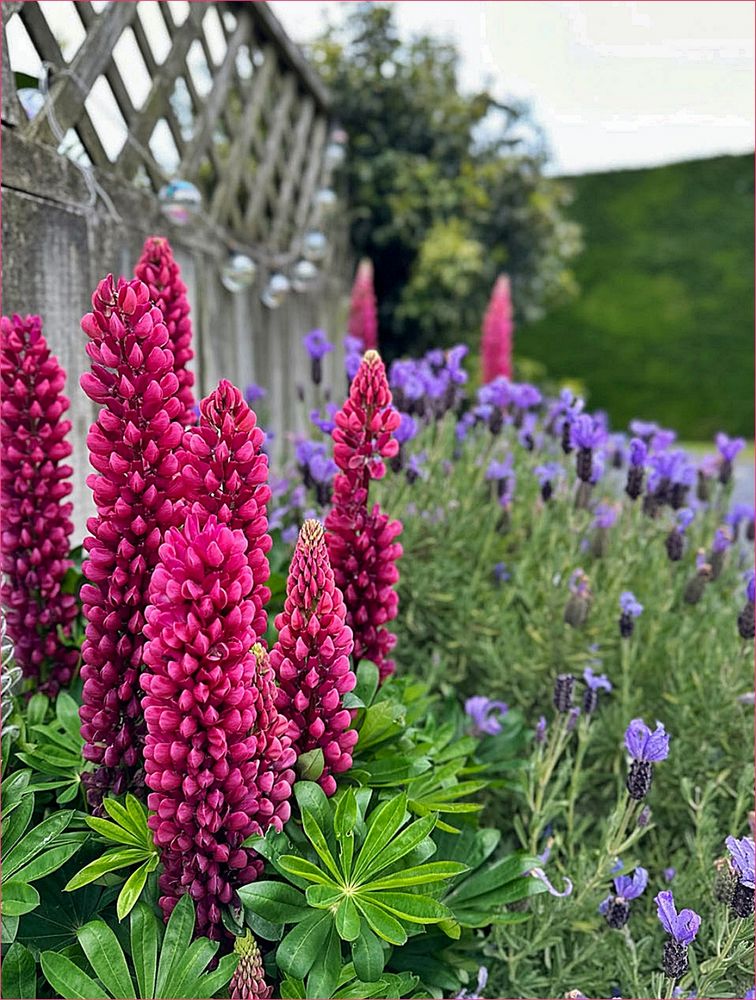 Zum Mittwoch gibt es Lupinen Foto & Bild fotos, spezial, sommer