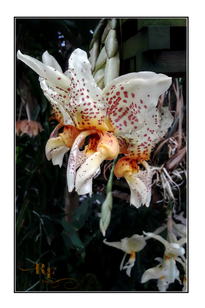 Zum Mittwoch gibt es Orchideen, ich hab sie in den Herrenhäuser Gärten gesehn.