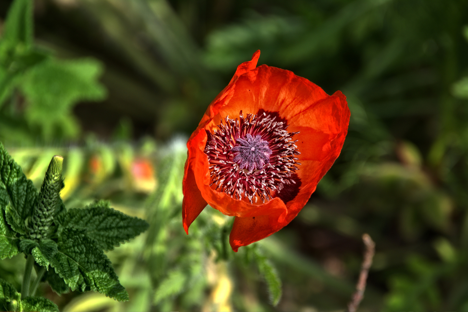 Zum Mittwoch gibt's heut roten Mohn