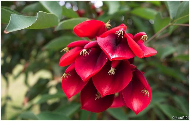 Zum Mittwoch Madeira - Blüten !!!