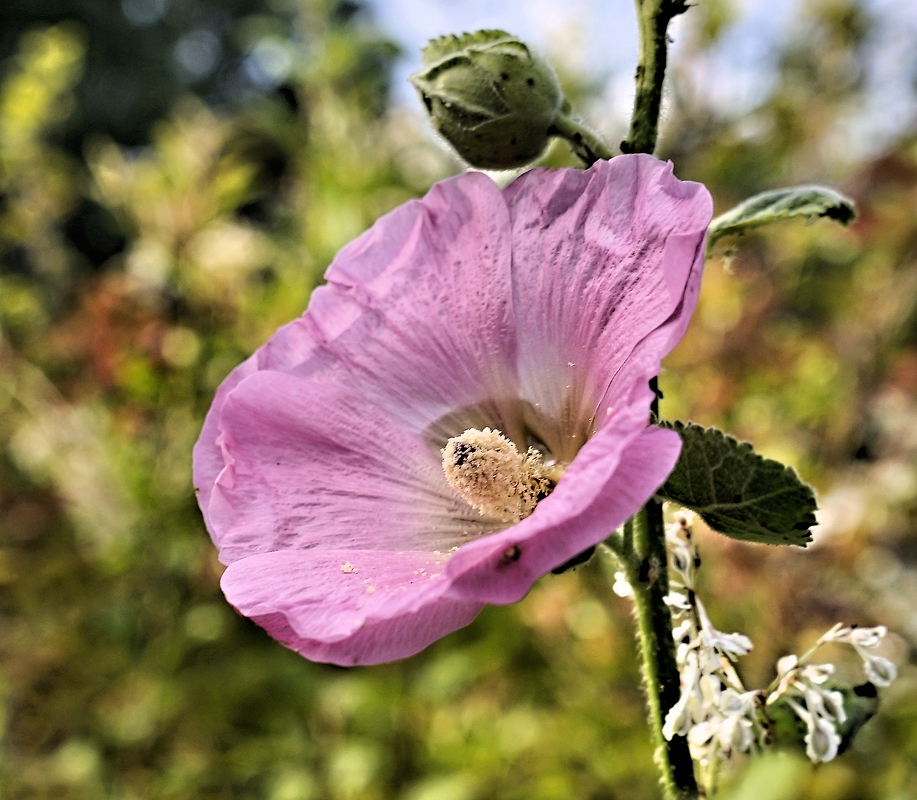 Zum Mittwoch nochmal ein Blümchen