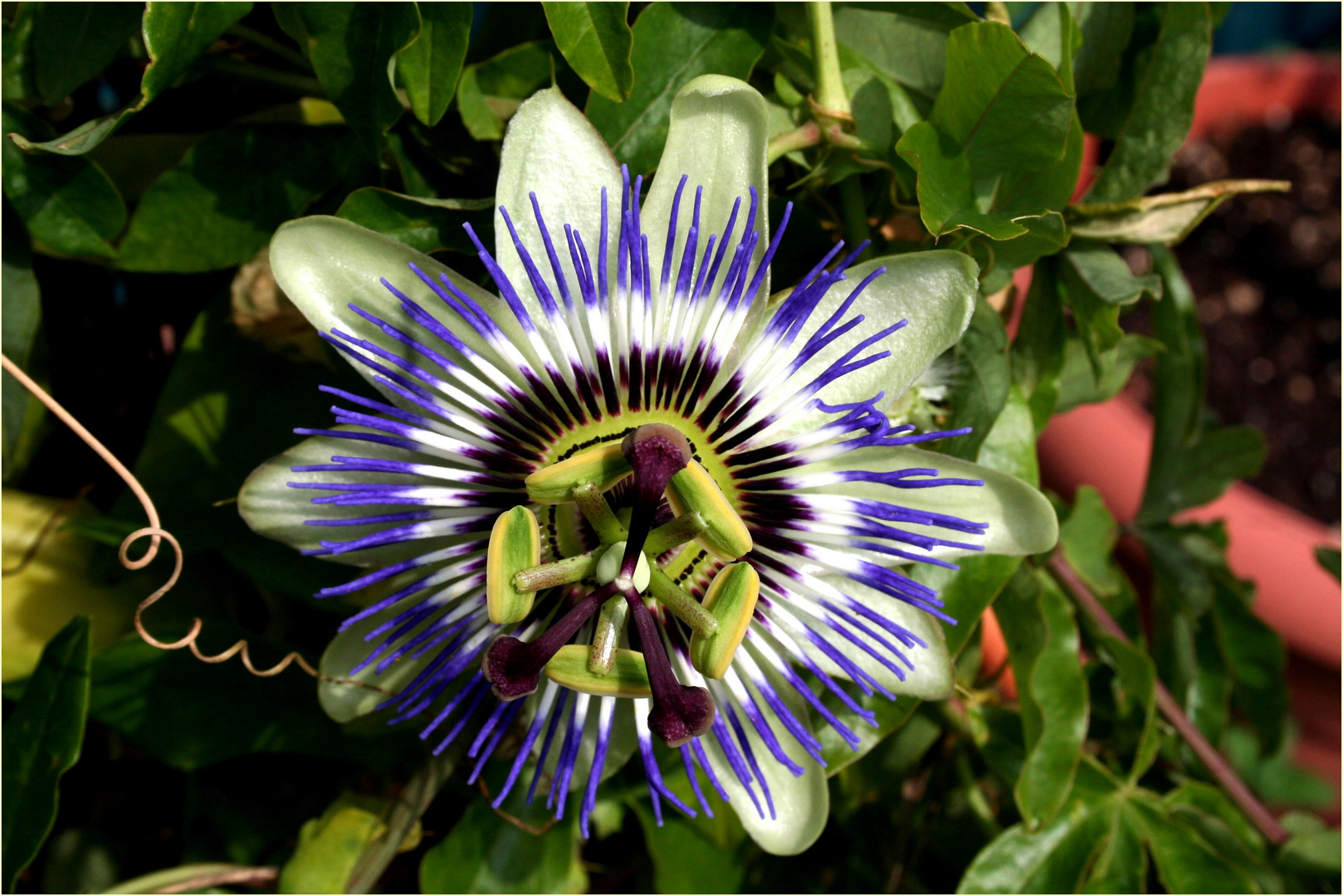 Zum Mittwoch schenke ich euch diese wunderbare Blüte