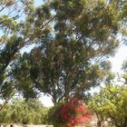 Zum Mittwoch was Rotblühendes am Eukalyptusbaum