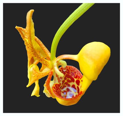 Zum Mittwochsblümchentag: Bucket filling