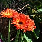 Zum Mitwoch gibt es Gerbera