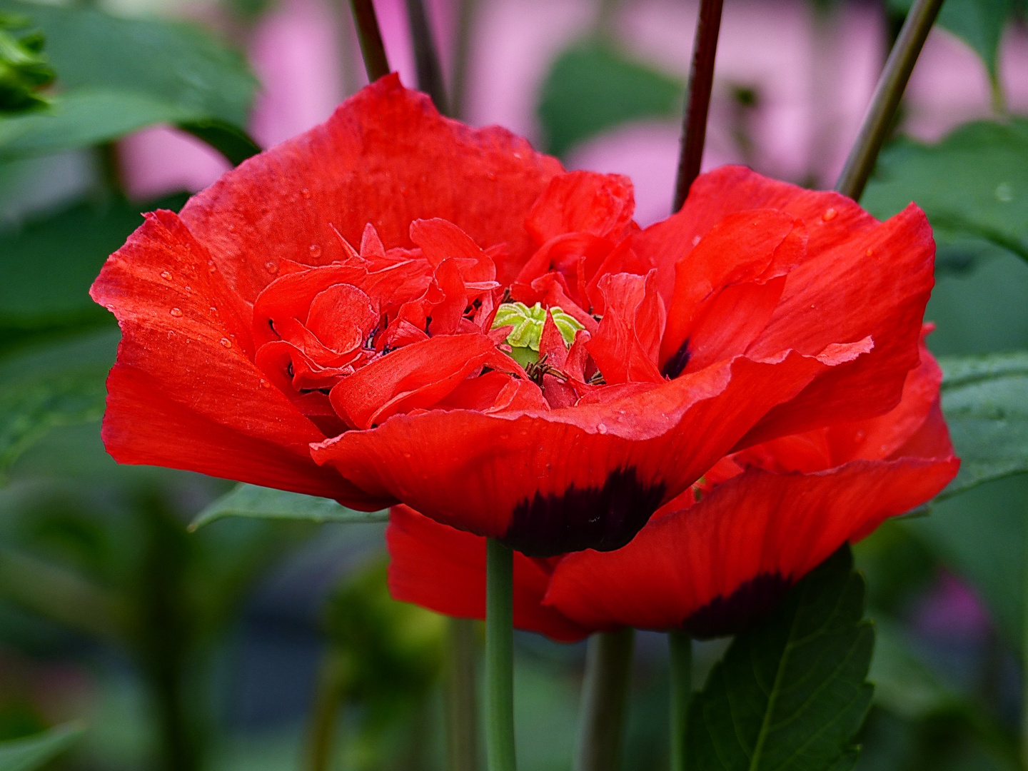 Zum Montag      mein schönster Mohn für Euch 