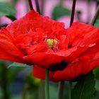 Zum Montag      mein schönster Mohn für Euch 