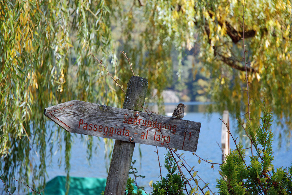 ...zum Montiggler See, Südtirol