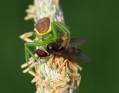 Zum Nachtisch Auge