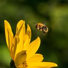 Zum nächsten Blümchen