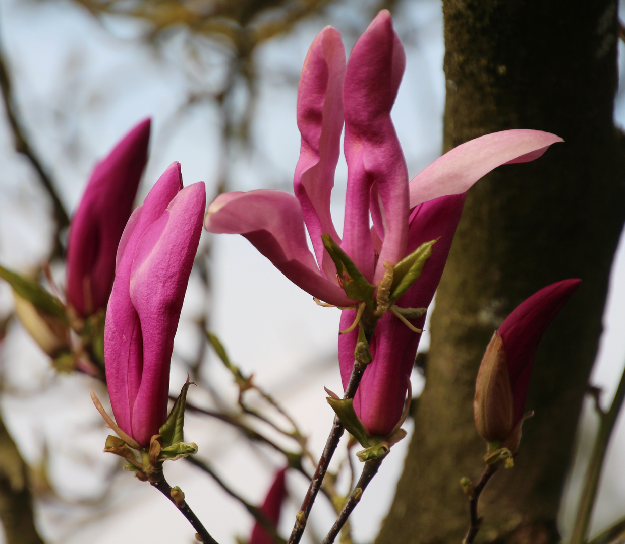 zum öffnen der Blüten ist es noch zu kalt