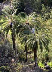 Zum Palmsonntag: Der Palmero kümmert sich um die Guarappo-Ernte