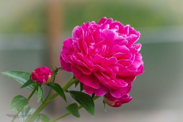 zum Pfingstsonntag gibt's natürlich eine Pfingstrose