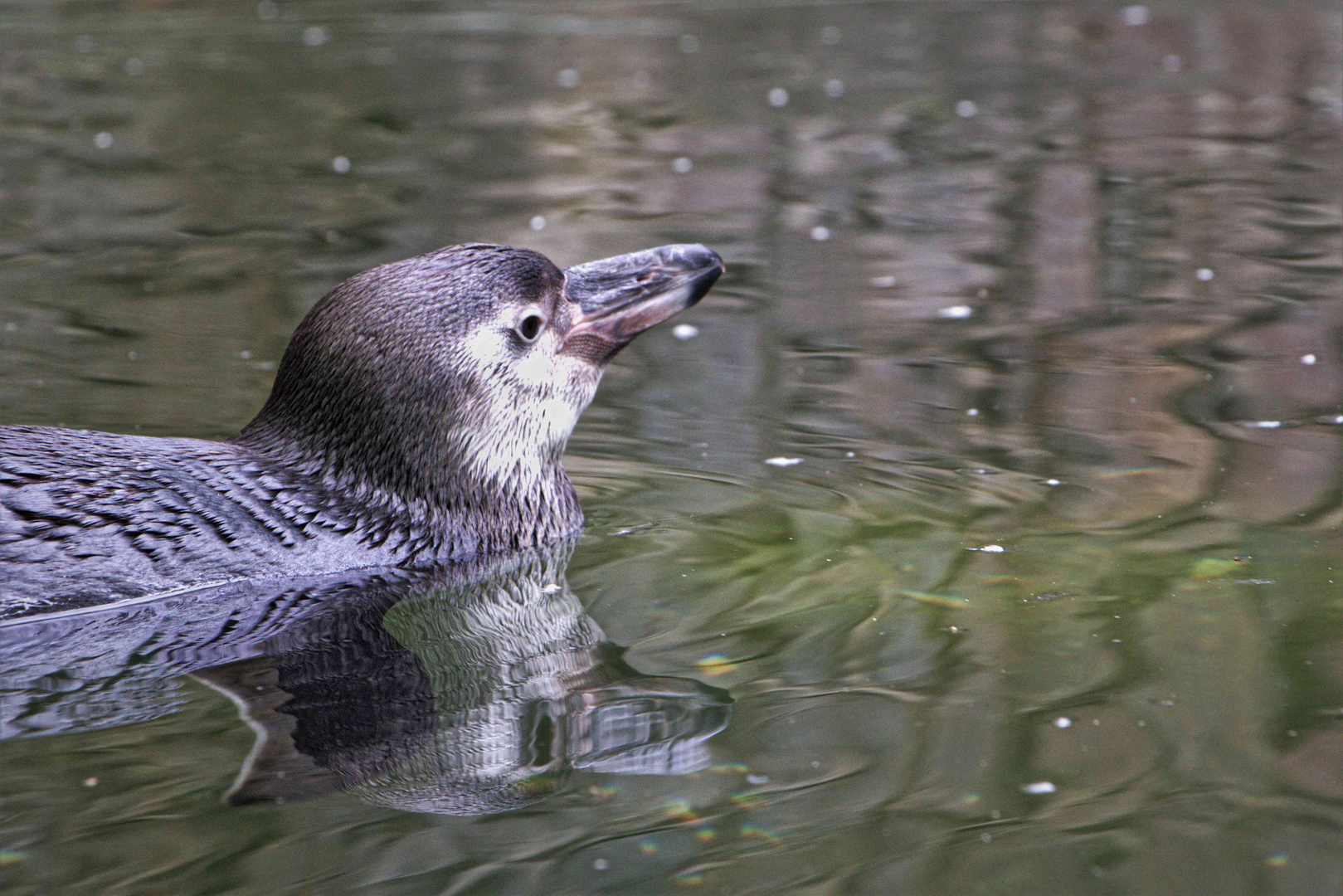 zum Pinguin-Tag