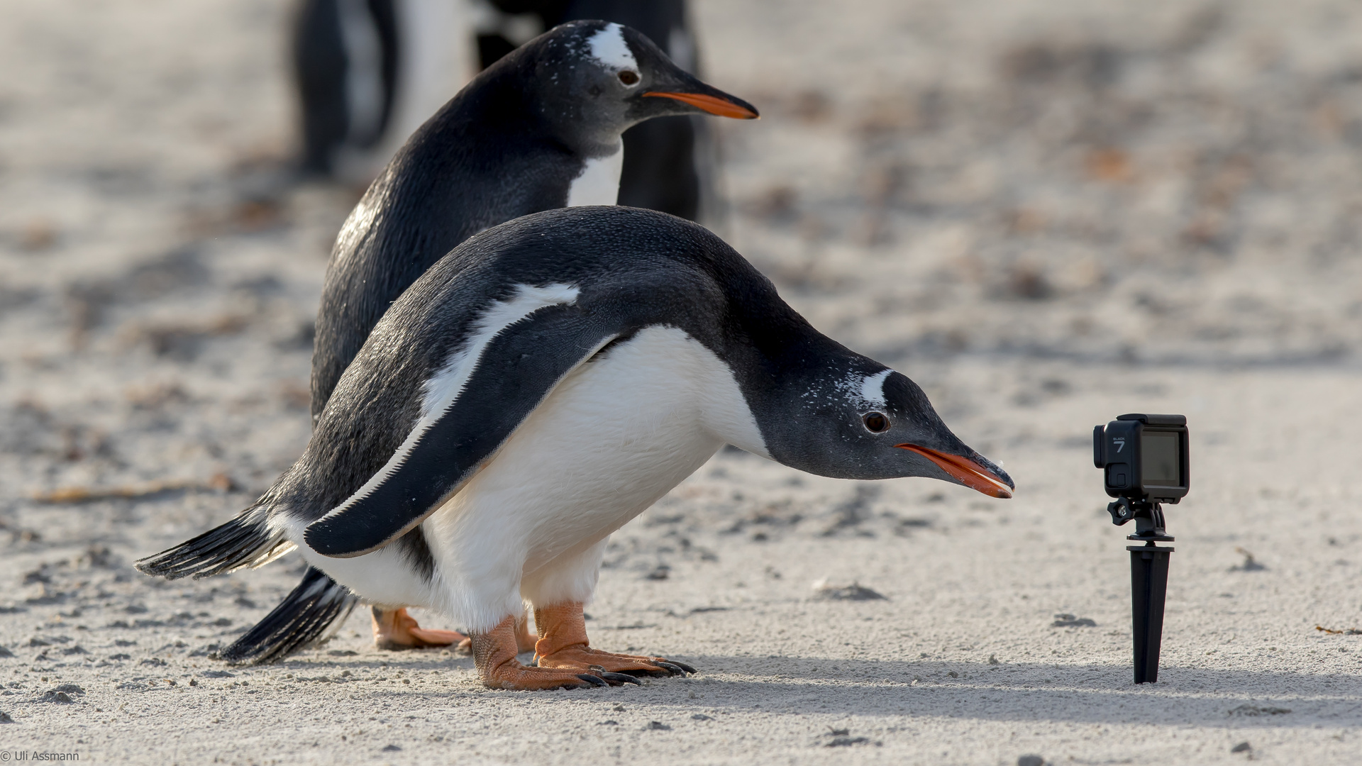 Zum Pinguin-Welttag 