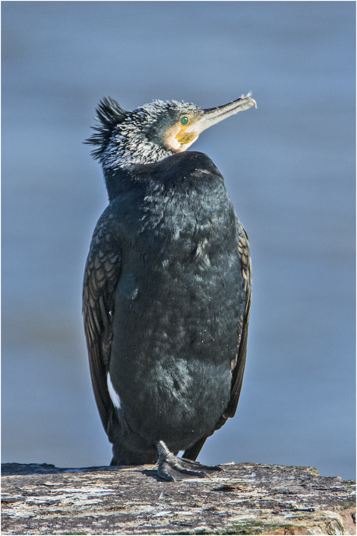 Zum "Punker" ist dieser Kormoran . . .