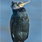 Zum "Punker" ist dieser Kormoran . . .