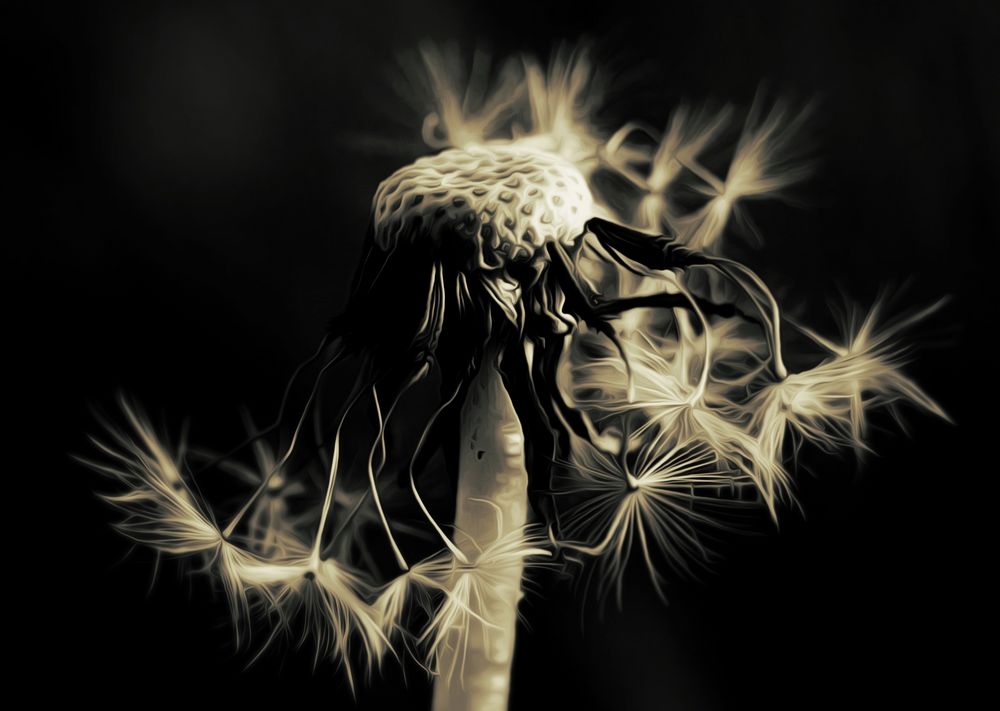 zum pusten Foto & Bild naturkreativ, aufnahmetechniken, natur fine