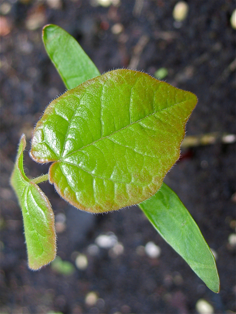 ZUM RÄTSEL VOM 3.4.2012 : DER KEIMLING IM BLUMENTOPF - WILDPFLANZE ?