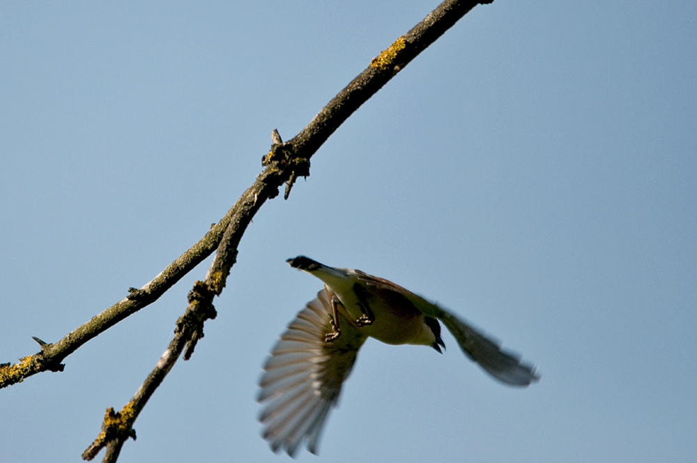 Zum Rätselvogel...