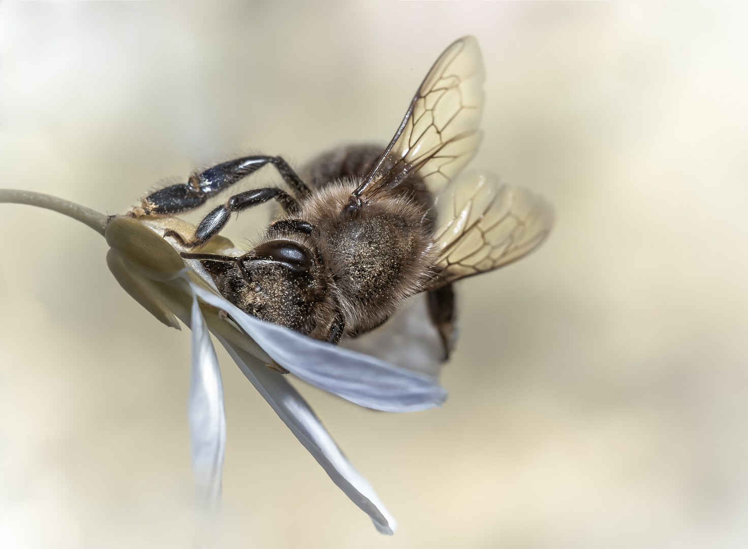 Zum Reinlegen Foto &amp; Bild | makro, frühling, natur Bilder auf fotocommunity