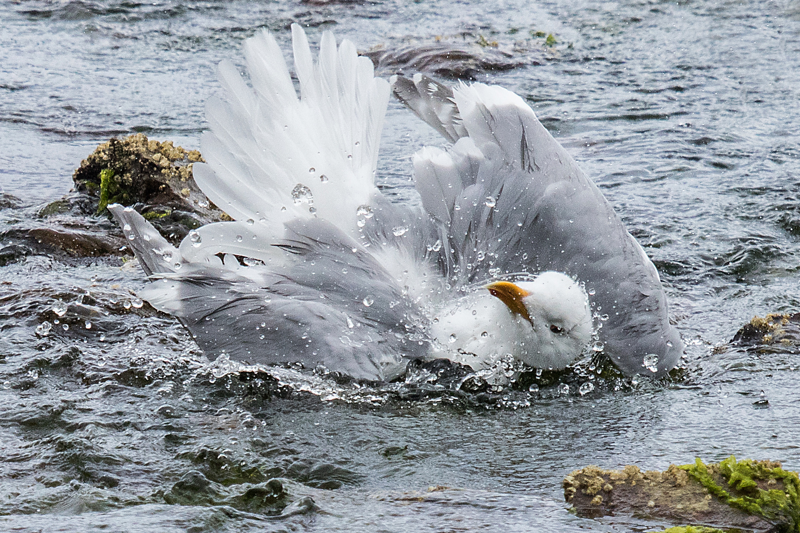 Zum Reinlegen ! Foto &amp; Bild | tiere, wildlife, wild lebende vögel ...