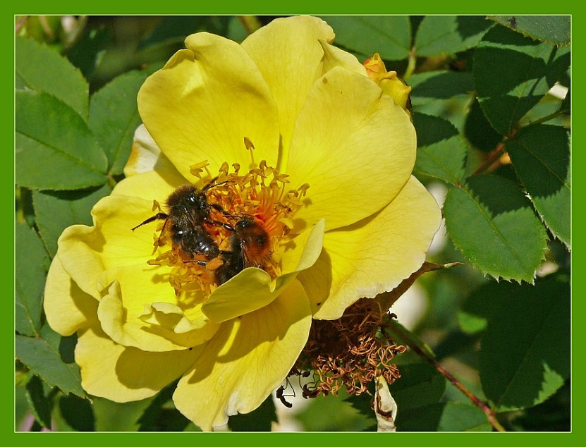 zum Reinlegen - Hoch-Zeit für die Bienen