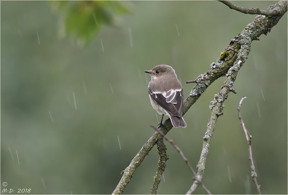 Zum Saisonende der Sommervögel ...