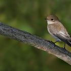 zum Saisonende der Sommervögel ...