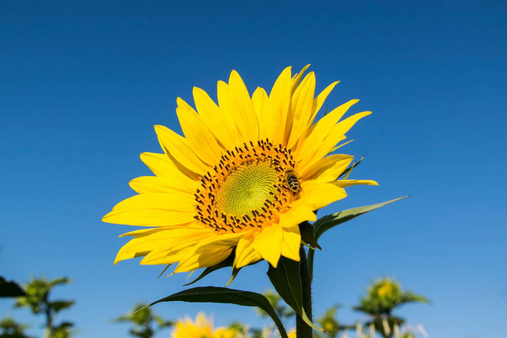 Zum Samstag Sonnenschein für alle