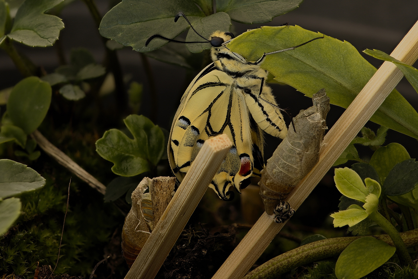 zum Schmetterling