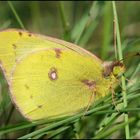 Zum Schmetterling des Jahres 2017 . . .