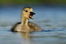 Gänse, Enten, Spaltfußgänse, Wehrvögel & Möwen im Zoo