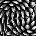 Zum Schwarz-Weißen Freitag - Diese Details einer Chrysanthemenblüte in sw ....