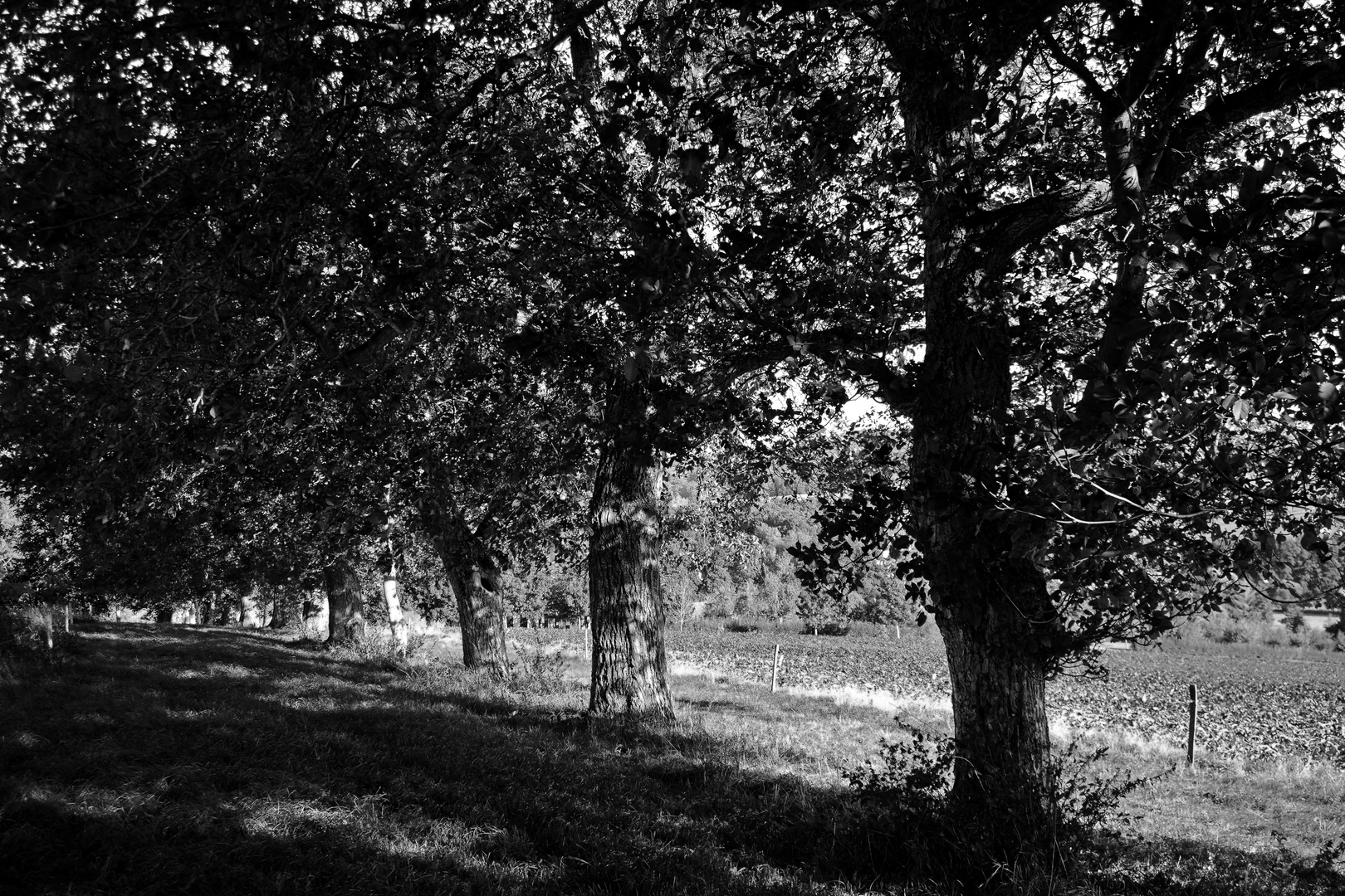 Zum Schwarz-Weißen Freitag - eine Wallnussbaumallee im Eichsfeld