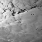 Zum Schwarz-weißen Freitag - Herbstwolken und ziehende Vögel