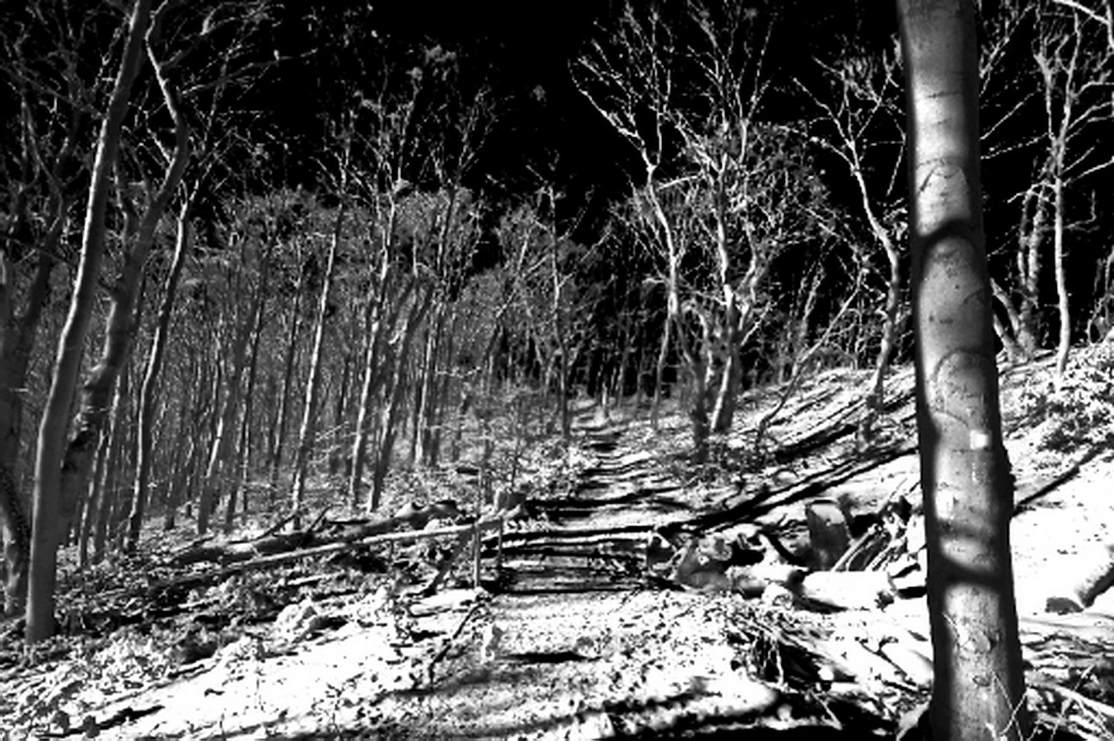 Zum Schwarz-weißen Freitag - Invertiertes Foto vom Urwald an den Dieteröder Klippen