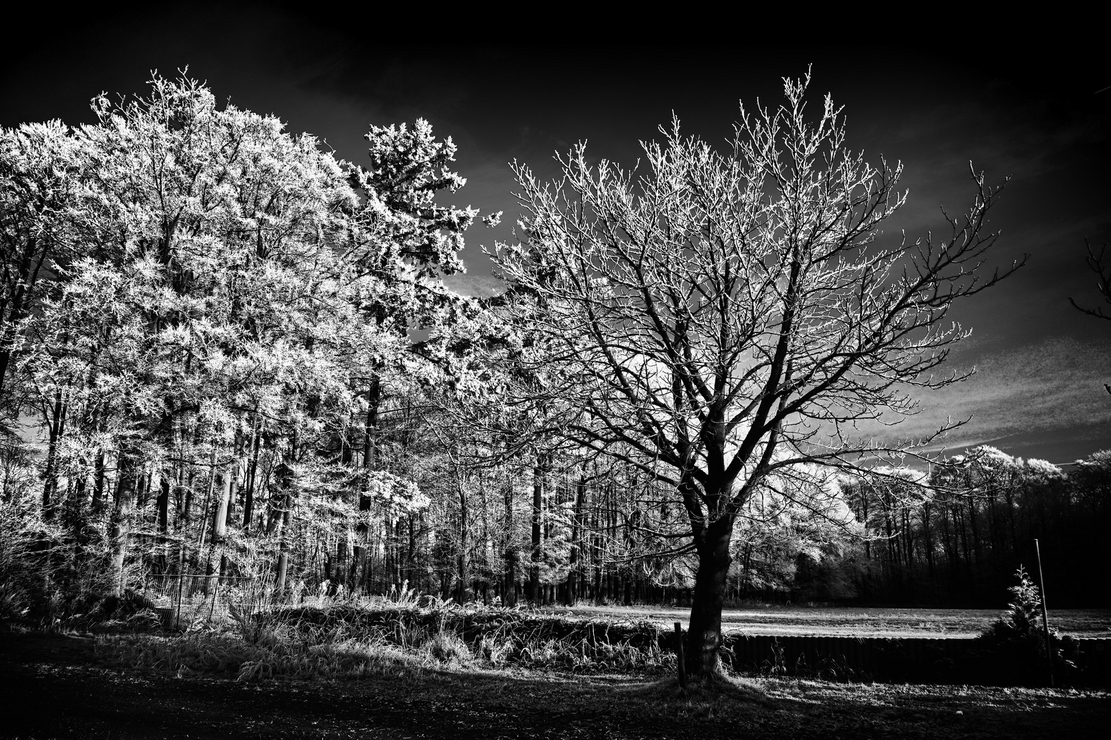 Zum Schwarz-Weißen Freitag - Nachts im Wald