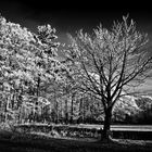 Zum Schwarz-Weißen Freitag - Nachts im Wald