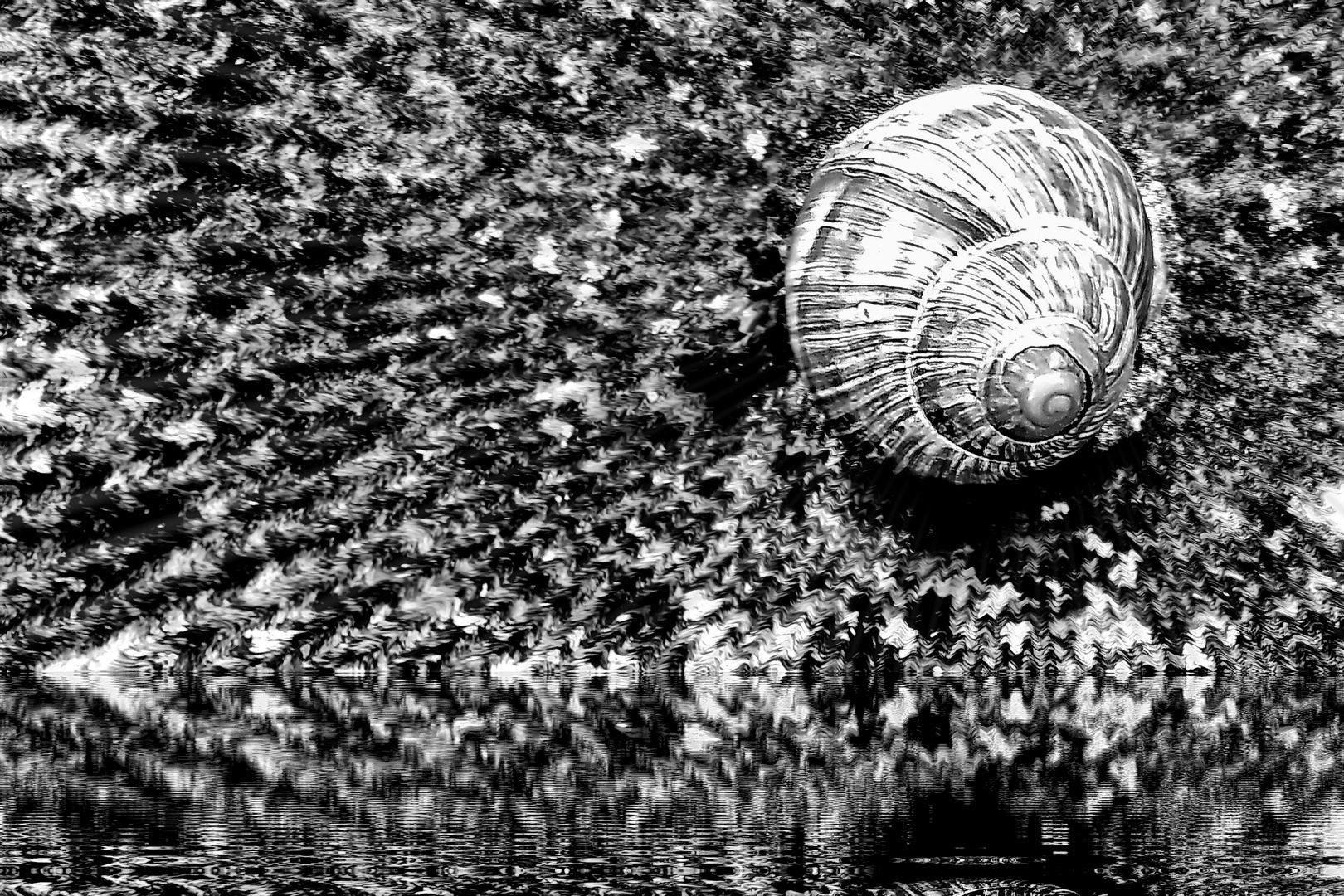 Zum Schwarz-weißen Freitag - Wenn es selbst eine Schnecke zum kühlen Wasser zieht